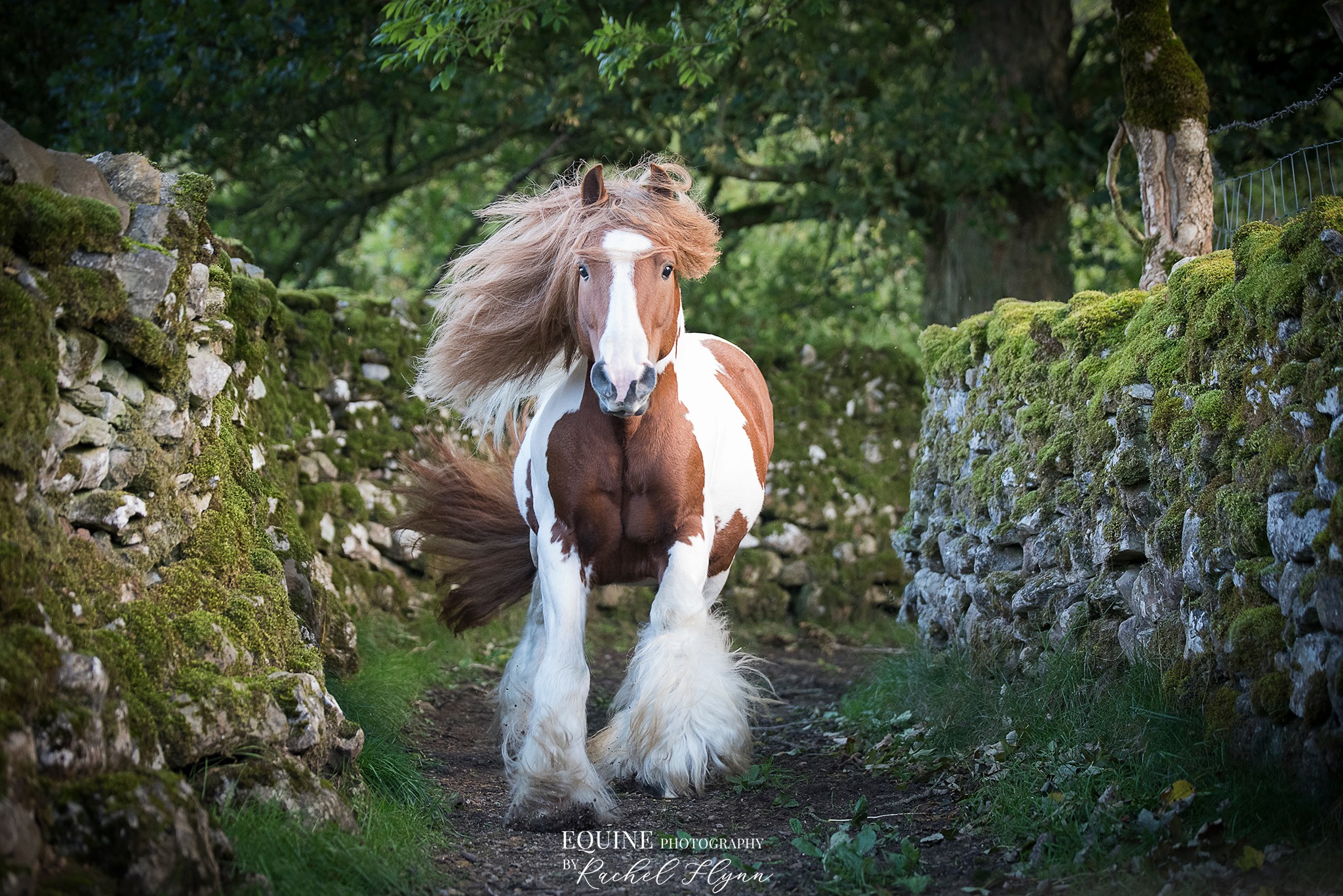 gypsy vanner horses For Sale